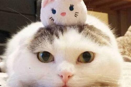 娱乐吃瓜酱猫糊糊,揭秘“酱猫糊糊”背后的故事