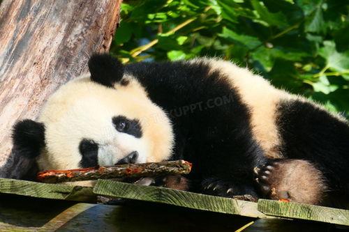 熊猫背照片,探寻国宝背后的生态奥秘